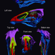 Three-dimensional image of the skull of the world’s oldest modern bird, Asteriornis maastrichtensis.